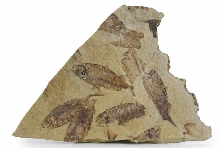 Fossil Fish (Gosiutichthys) Mortality Plate - Wyoming #357180
